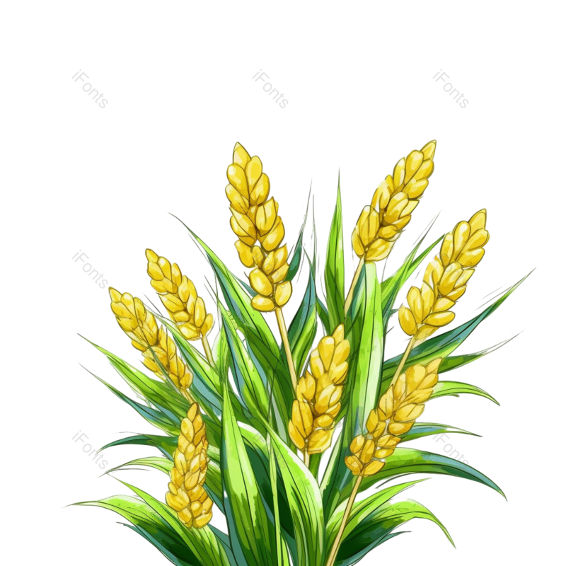 装饰图片,麦子元素,麦田PNG,麦穗免抠素材